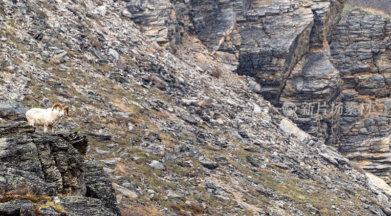 Wild Dall Sheep in the Beautiful Dramatic Alpine Scenery of Denali National Park Alaska, USA